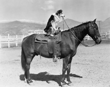 Jockey @.jpg