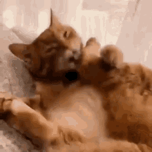 cat-kick-face.gif