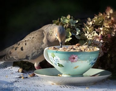 teacups100221.jpg
