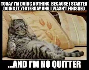 cattitude100121.jpg
