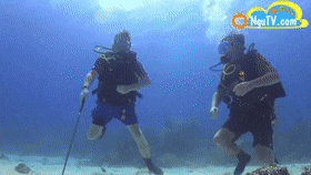 SolidBitesizedElkhound-max-1mb.gif