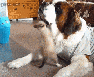 dog-cat.gif