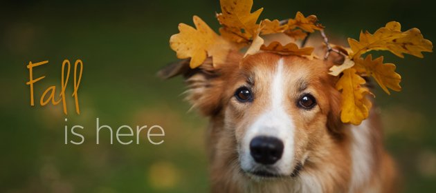 Adaping_to_the_fall_season.jpg
