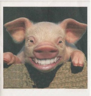 pigsmile.jpg