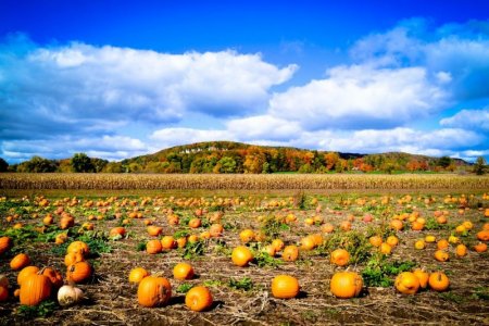 colourful-pumpkin-patch-in-the-autumn-royalty-free-image-482456485-1567024802.jpg