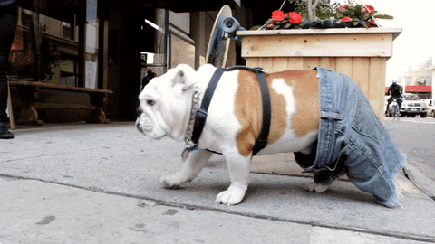 giphy[1].gif