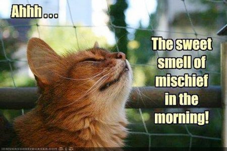 cattitude100221.jpg