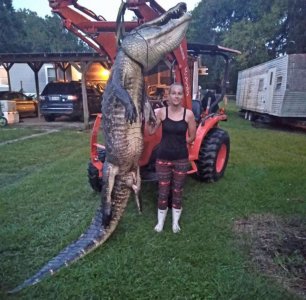 Gator.jpg