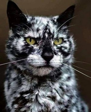 cutecats100121.jpg