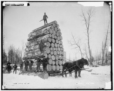 timber2.jpg