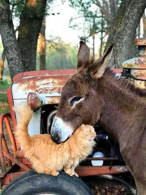 animalfriends100221.jpg