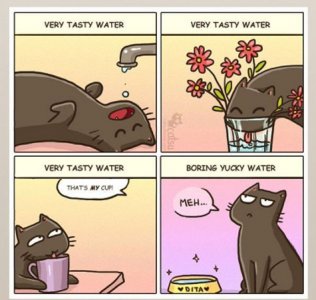 catwater.jpg