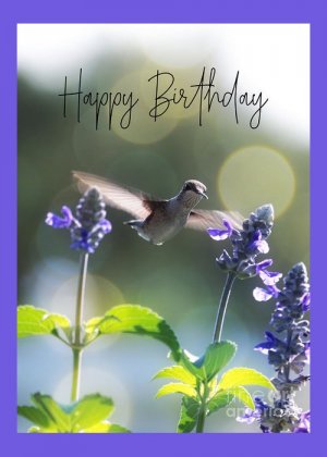 hbbirds.jpg