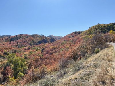 IMG_2580.jpg
