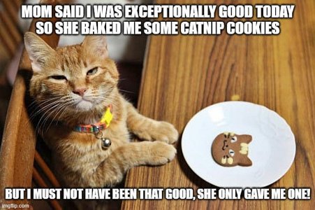 cattitude100321.jpg