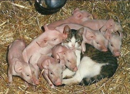 animalfriends100321.jpg