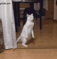 tenor (8).gif