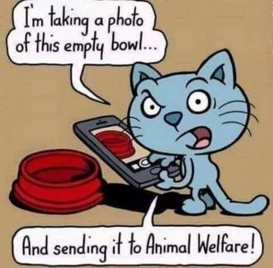 cattitude100521.jpg