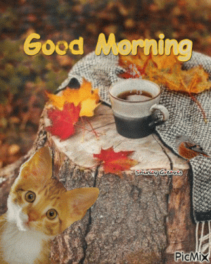 375427-Fall-Good-Morning-Cat-Animated-Quote.gif