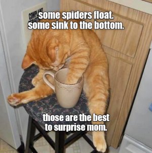 cattitude100521.jpg