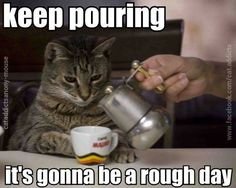 7f9f3a49e198cb5fc6578eaec4b933a1--cat-drinking-drinking-coffee.jpg