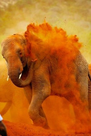 elephant-dust-bath-india-saved-from-cosascool-tumblrdotcom.jpg