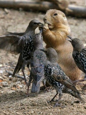 animalfriends100621.jpg