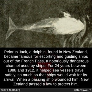 amazinganimals101121.jpg