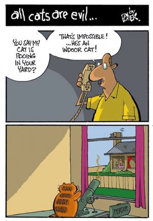 cat poo.jpg