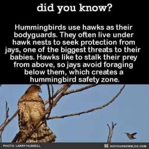 birds101021.jpg