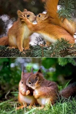 animalfriends100921.jpg