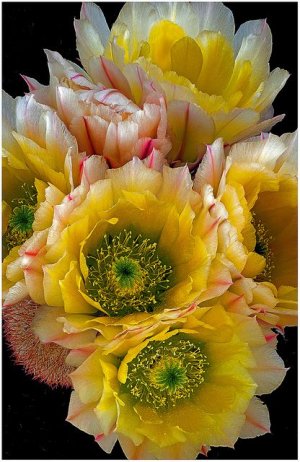 cac106-by-rareynolds1.jpg