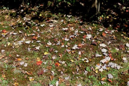 fallen_leaves.jpg