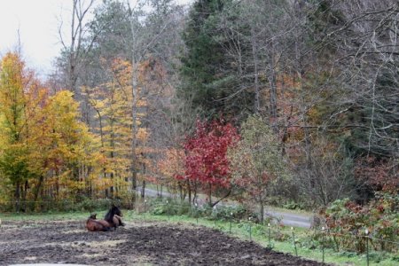 fall_horses.jpg