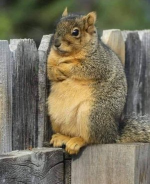 squirrel.jpg