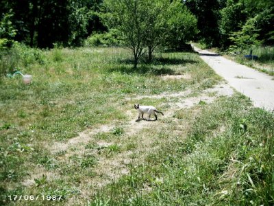 walk 6-6-2012 020.jpg