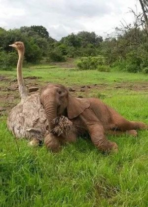 animalfriends101121.jpg