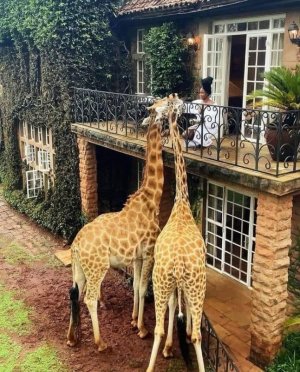 animalfriends101321.jpg