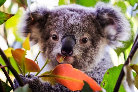 koala.jpg