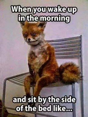 443f337b044bdd3d0db9f11f82c2e97b[1].jpg