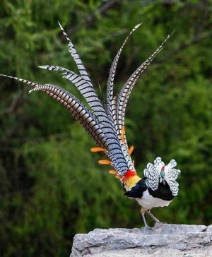 birds101521.jpg