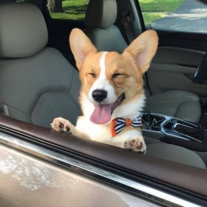 15 Hilarious Photos Of Corgis That Will Make Your Day!.jpeg