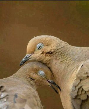 birds101621.jpg