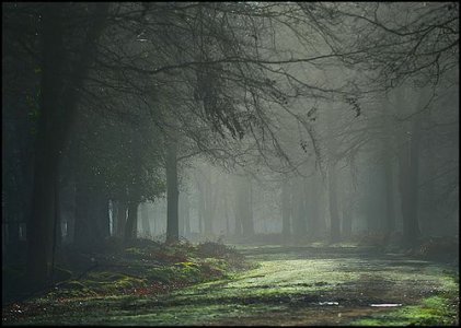 new forest mist.jpg