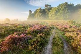 new forest mist1.jpg