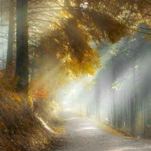 new forest mist3.jpg