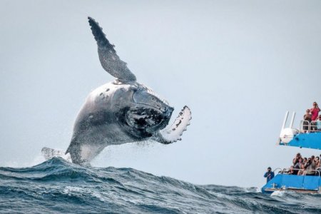 whale.jpg