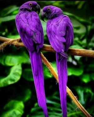birds102021.jpg