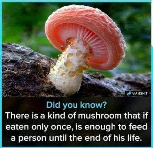 FB_IMG_16315871499656832.jpg
