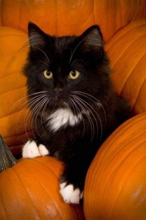 halloween192121.jpg
